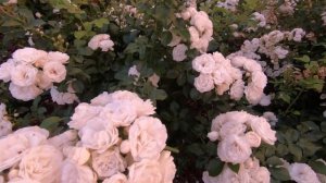 Роза мускусная Нэж д этэ Neige d'Ete