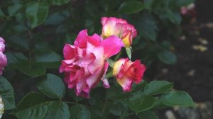 Рассказываем об удивительной новинке сезона 2023/24 - сорт Брера!