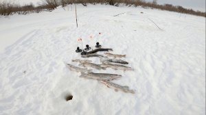 Рыбалка на озере. Ловля щуки на жерлицы. 29.03.2024