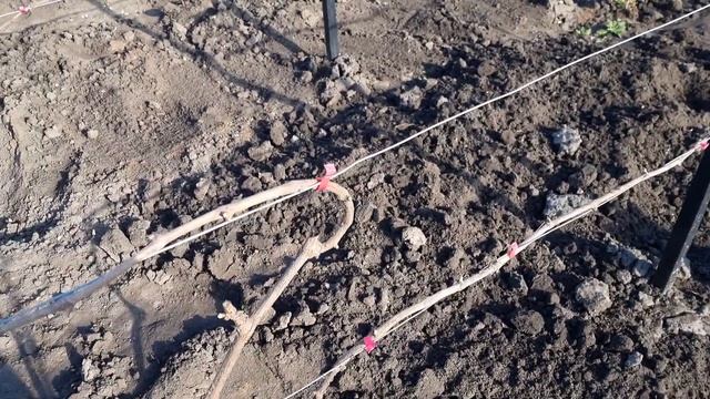 Подготовительные работы в мае на винограднике . смотреть онлайн