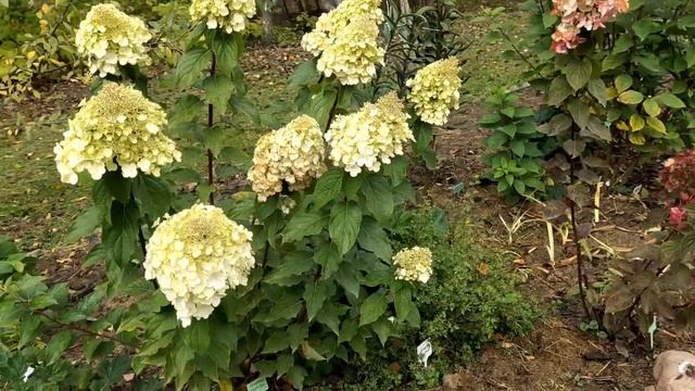 Спасаю осенние розы от мороза...когда обрезать? Как засушить гортензии на зиму? Сажаю чеснок смотреть онлайн