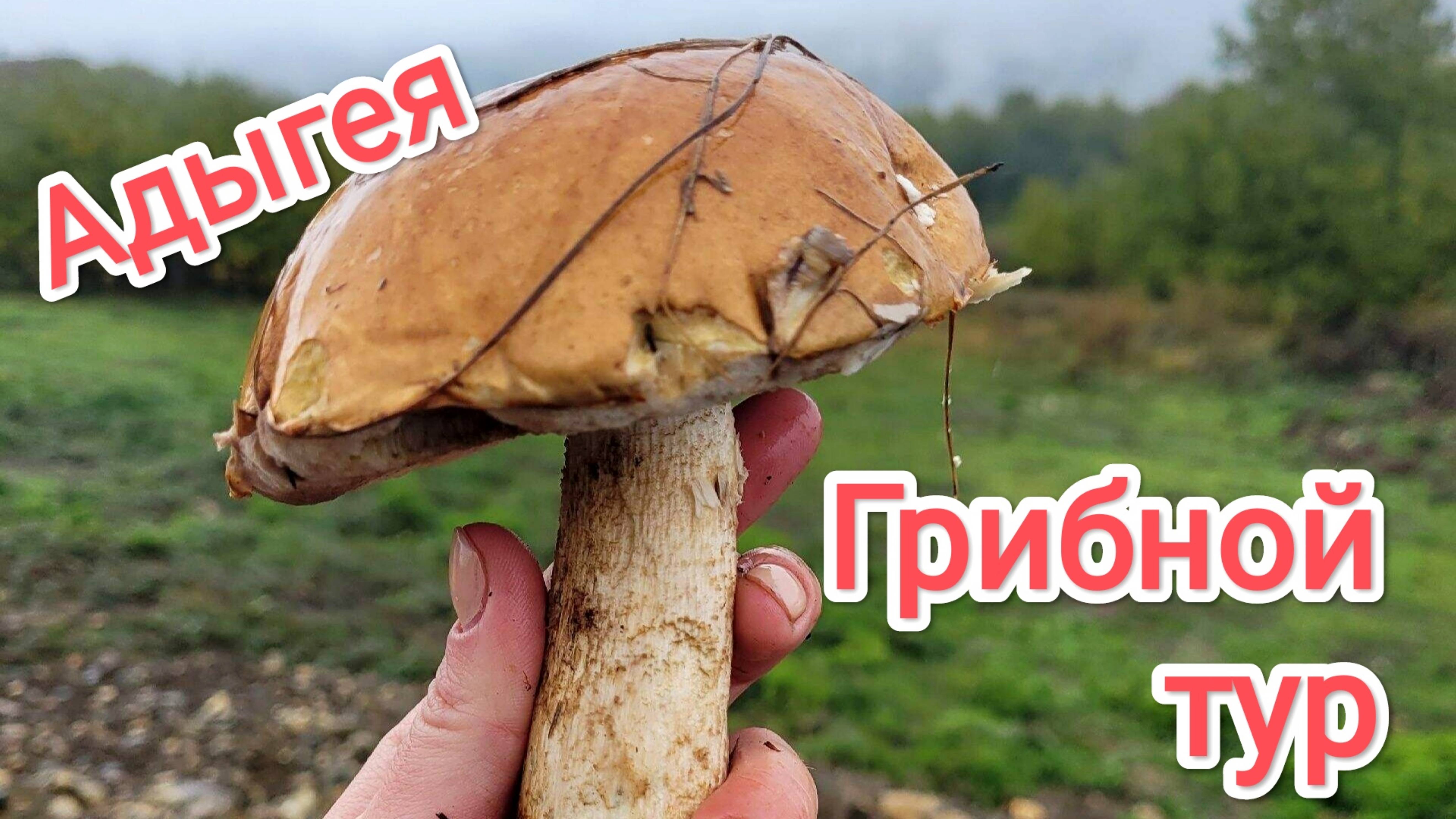 Адыгея. В поисках грибов смотреть онлайн