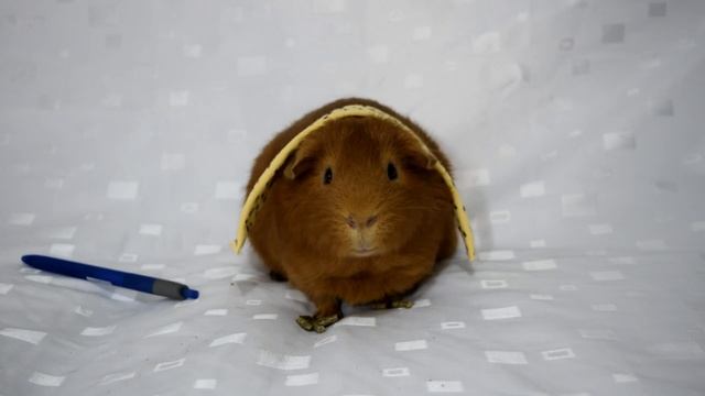 🎤 PPAP (Pen Pineapple Apple Pen) 🖊️🍍🍎 Guinea Pig Version 🐹 | COBAYAS ESPAÑA смотреть онлайн