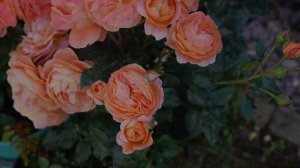 Продолжаем рассказывать о сорте Феникс