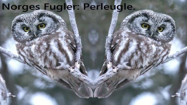 Norges Fugler: Perleugle.