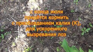 Помощь саженцам винограда в июне-июле