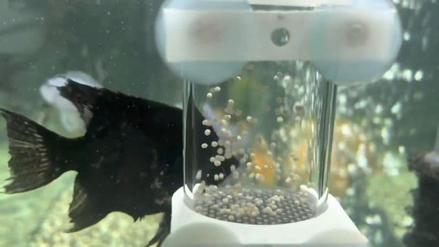 Нерест астронотусов. Как спасти икру.