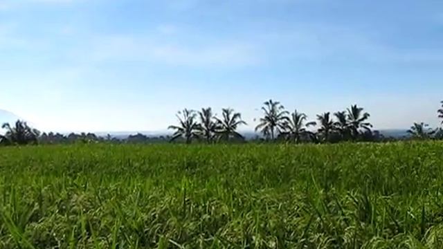 the pulse of Bali ricefields close to Batukaru смотреть онлайн