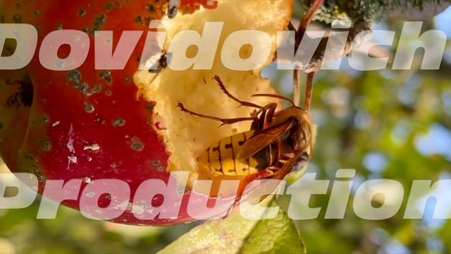 A bee eats a red apple on a summer day. Vertical Video. смотреть онлайн