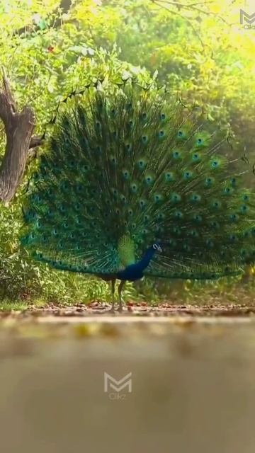 Peacock Dance whatsapp status | trending whatsapp status #god #love #trending #music #shorts смотреть онлайн