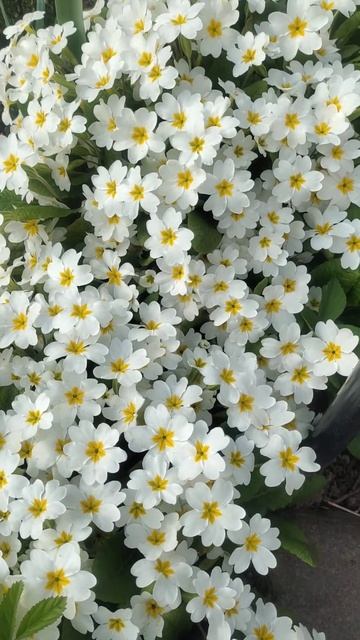 Кружевная примула #цветы #garden #дача #flowers #nature #сад #rose смотреть онлайн