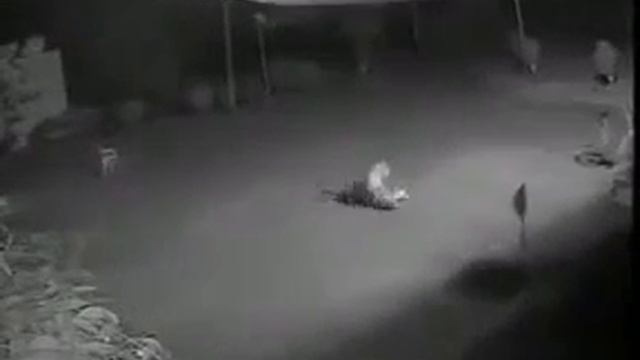 Тигр ворует собаку (Не для слабых!) смотреть онлайн