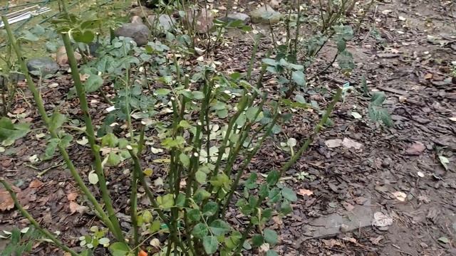 Обрезка и обработка роз перед укрытием смотреть онлайн