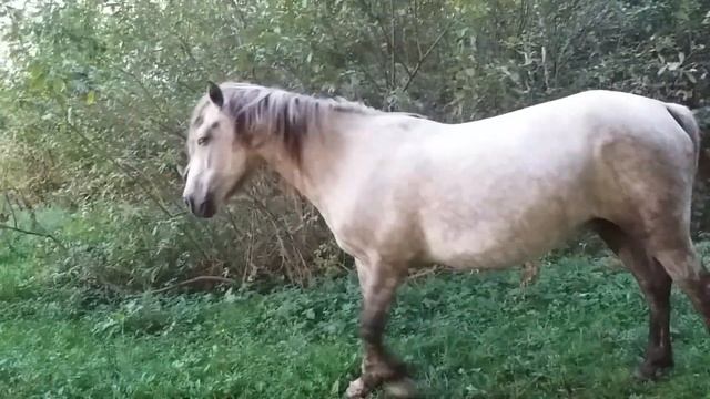 Коні заблукали . Дрогобицький район. смотреть онлайн