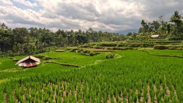 Whalesharks & Lombok смотреть онлайн