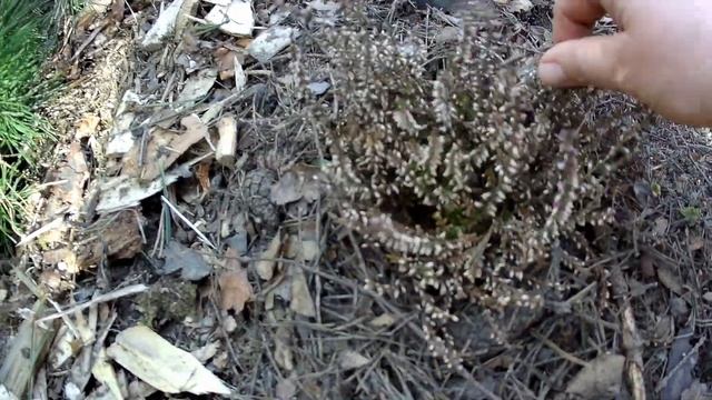 Дачный сезон открыт - работа кипит! смотреть онлайн