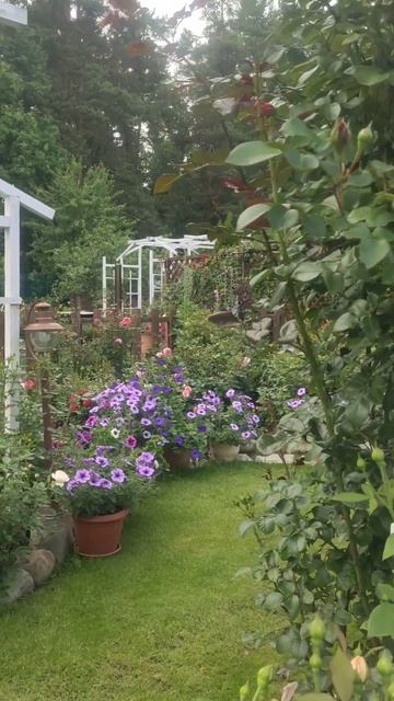 Розы. Начало первой волны #розы #сад #roses #garden смотреть онлайн
