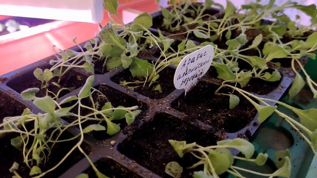 Весенние цветы для садаКрасивые клематисы и пионы/Петуния требует перевалку/Пикировка рассады смотреть онлайн