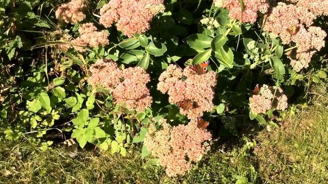 Бабочки в сентябре смотреть онлайн
