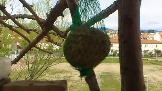 Mésange bleue Cyanistes caeruleus Eurasian Blue Tit - 2017 смотреть онлайн
