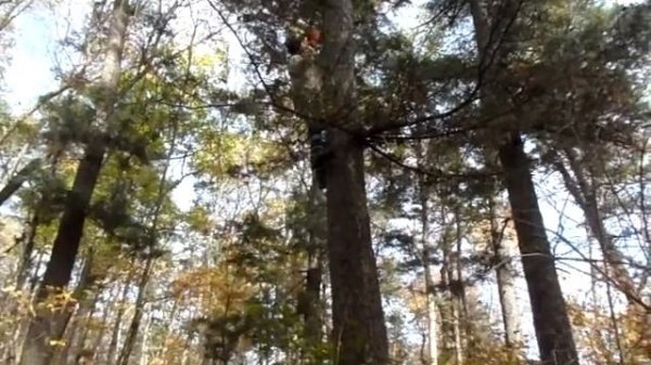 когти кедролазы часть 3