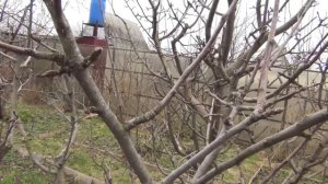 Как ОБРЕЗАТЬ ЯБЛОНИ для ПЛОДОНОШЕНИЯ, ч. 3 Весенняя обрезка сада