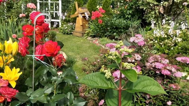 Цветут розы/Прогулка по саду в конце июля/ Гортензии, флоксы, лилии, клематисы смотреть онлайн