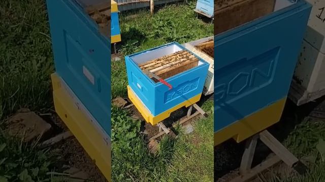 Пересаживаем КАРНИКУ В УЛЬЯ ЛЫСОНЬ!!! 12.05.2021г. смотреть онлайн