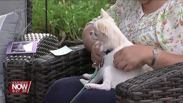 Training Tips: Four Month Old Puppies! смотреть онлайн