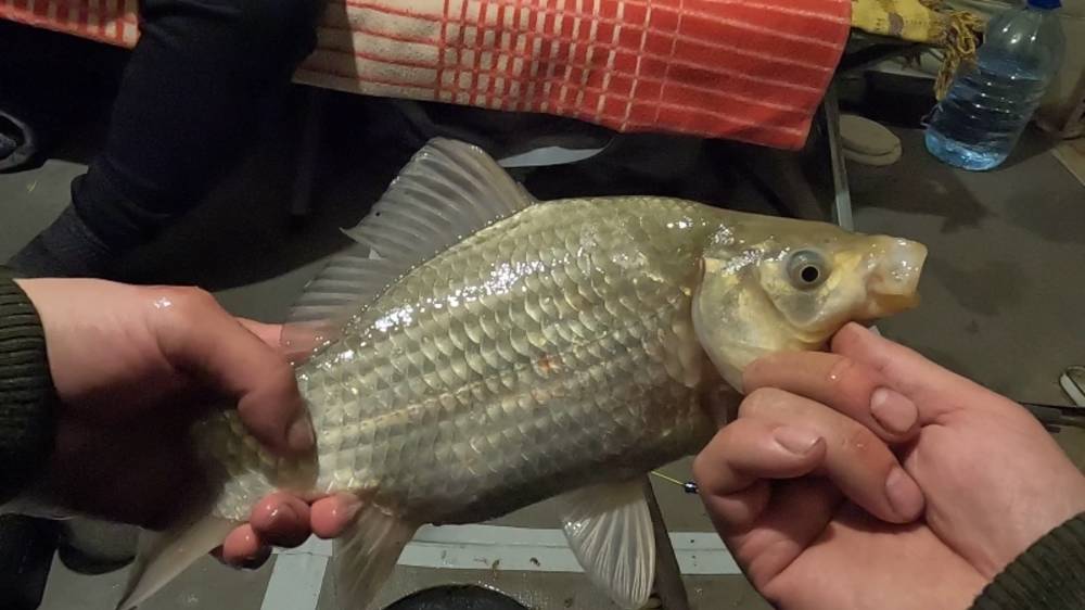 Путешествие, Рыбалка на озеро ЧАНЫ КАРАСИННЫЙ КЛАНДАЙК ! Серия 1 Ачинск -Чаны смотреть онлайн