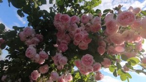 Роза плетистая Жасмина