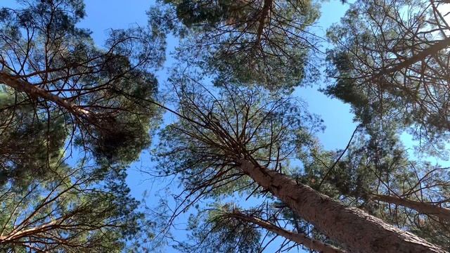 Омск - Чернолучье - Сосновый Бор - 4K - IPhone XS Max #16