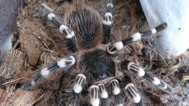 Spider Tarantula | Acanthoscurria Geniculata | TEST VIDEO 4K смотреть онлайн