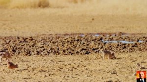 Дикая природа Африки – 7.