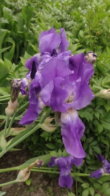 1 июня Ирисы в ожидании дождя #flowers #цветы #garden #сад смотреть онлайн
