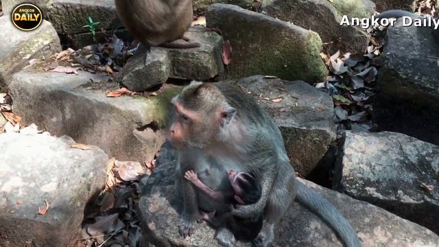 Babies play on the stone of Bayon temple.[Angkor Daily Part 58] смотреть онлайн