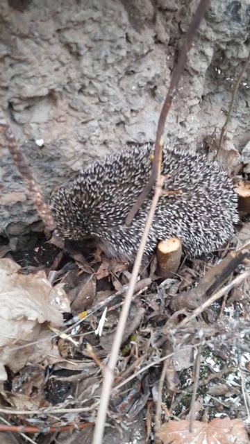 Ёжик