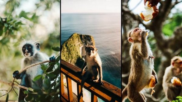 Apple Photos Memories Music - Special - King O Swing by Gotthard Welker - #iOS15