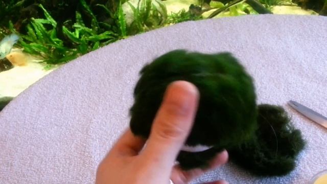 DIY Floating Marimo Moss Ball for Aquarium смотреть онлайн