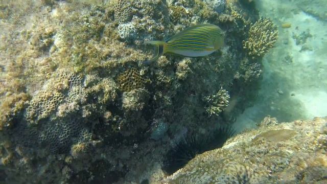 Blaustreifen Doktorfisch смотреть онлайн
