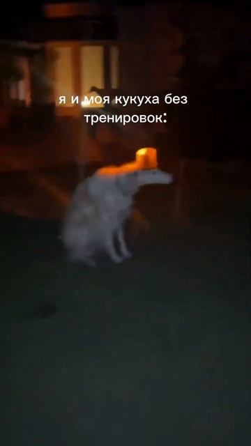 Бот, который научит тебя прыгать на скакалке ТГ: @Margo_Weird_jumprope_Bot #скакалка #jumprope #урок смотреть онлайн