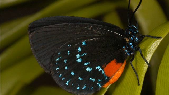Brookgreen butterfly video.wmv смотреть онлайн