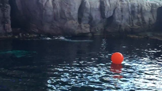 Baby Beluga Playing! смотреть онлайн