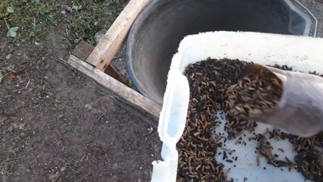 Кармление уток и цыплят опарышам чёрной львинки. смотреть онлайн