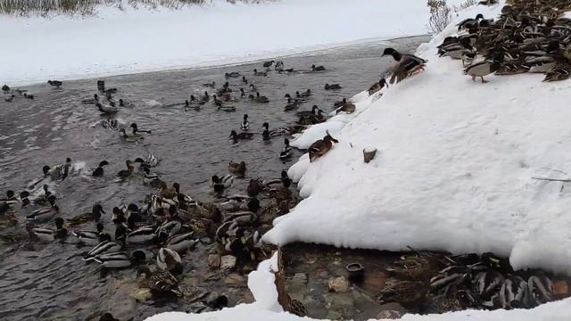 Утки 9, Февраль, -14°C смотреть онлайн