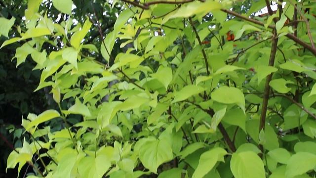 Вечерняя прогулка в саду. 21 июня смотреть онлайн