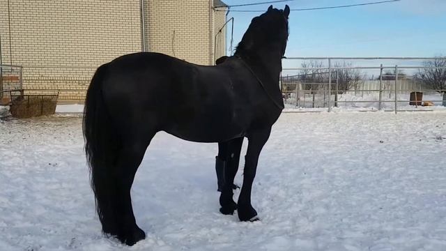 Ричард и Тим(2) смотреть онлайн