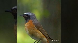 Горихвостка обыкновенная