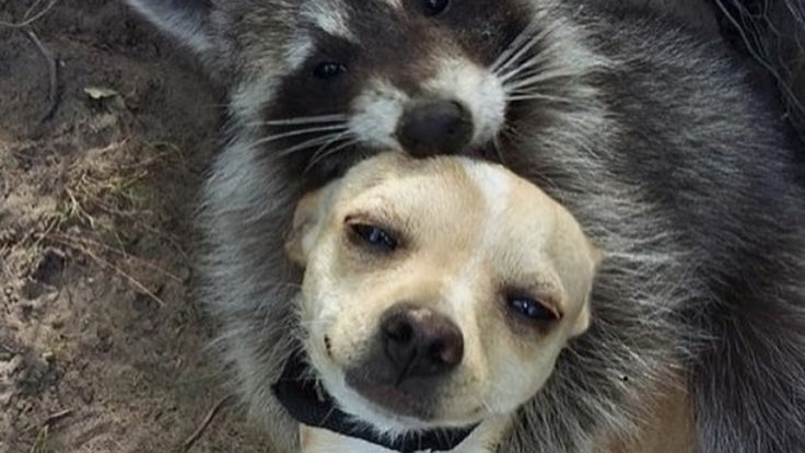 смешные видео