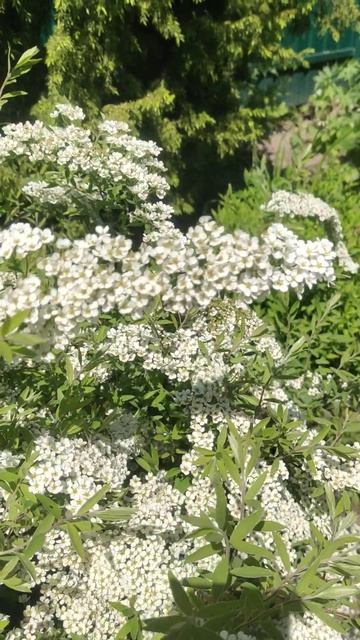 Спирея серая Грефшейм с медовым ароматом #garden #flowers #nature смотреть онлайн